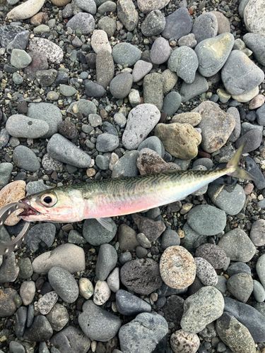 サバの釣果