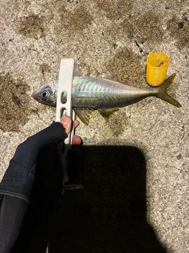 恵曇港