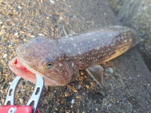 エソの釣果
