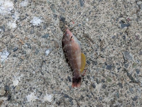 アカササノハベラの釣果