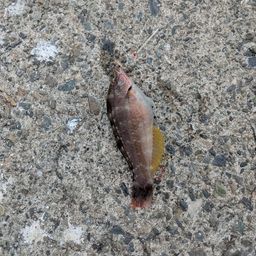 アカササノハベラ