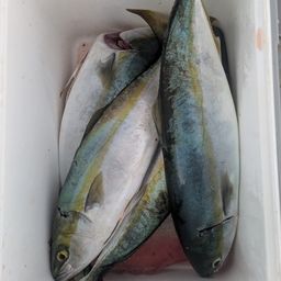ハマチ