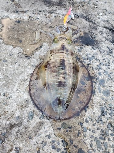 アオリイカの釣果