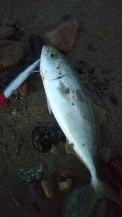 ワカシの釣果