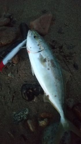ワカシの釣果