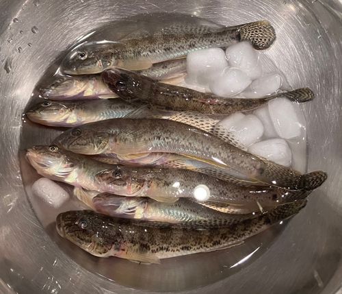 ハゼの釣果