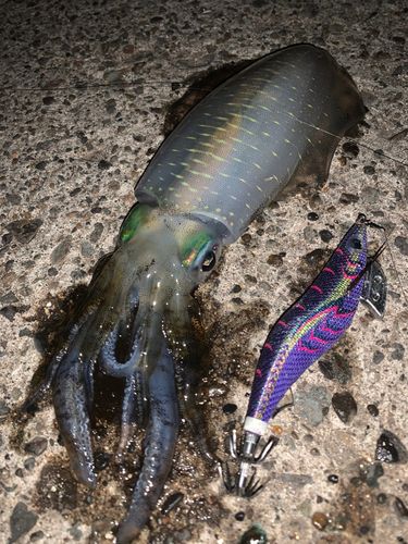 アオリイカの釣果