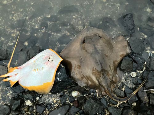 アカエイの釣果