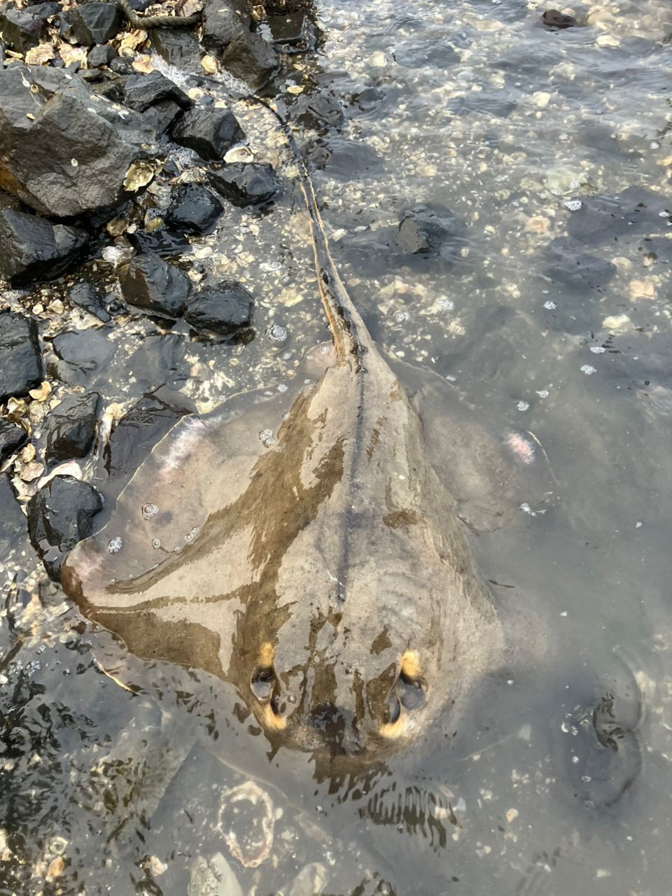 アカエイ