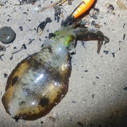 アオリイカ