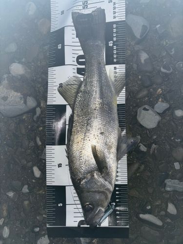 ヒラスズキの釣果