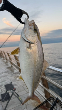 ショゴの釣果