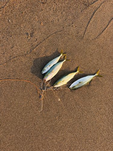 ワカシの釣果