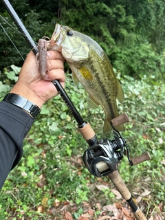 ラージマウスバスの釣果