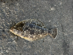ソゲの釣果