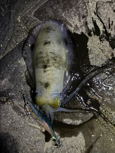 アオリイカの釣果