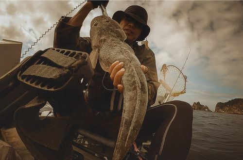 マゴチの釣果