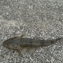マゴチ