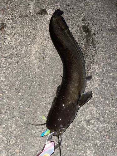 ナマズの釣果
