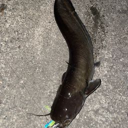 ナマズ
