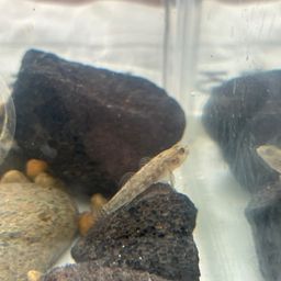 シマヨシノボリ