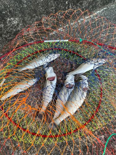 セイゴ（タイリクスズキ）の釣果