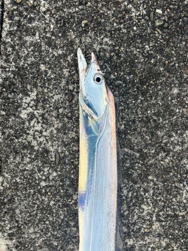 タチウオの釣果