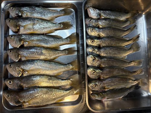 イシモチの釣果
