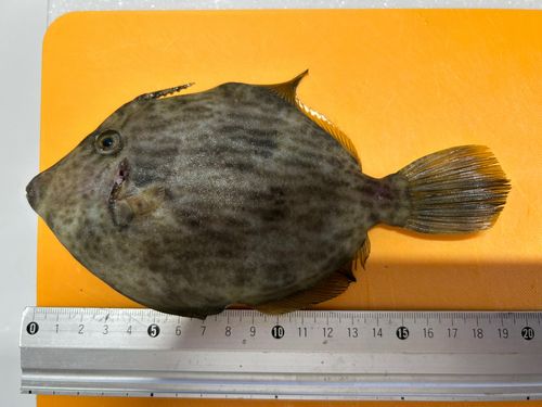 カワハギの釣果