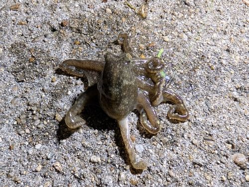 イイダコの釣果