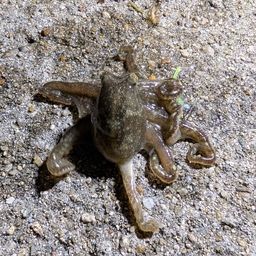 イイダコ