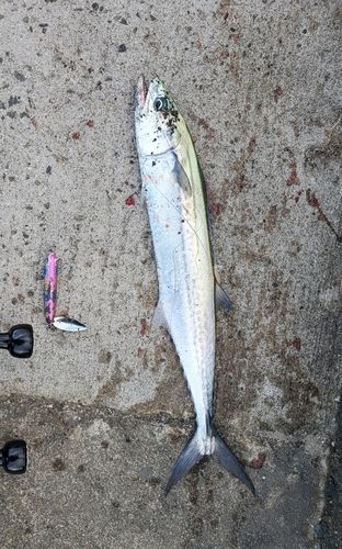 サゴシの釣果