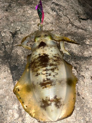アオリイカの釣果