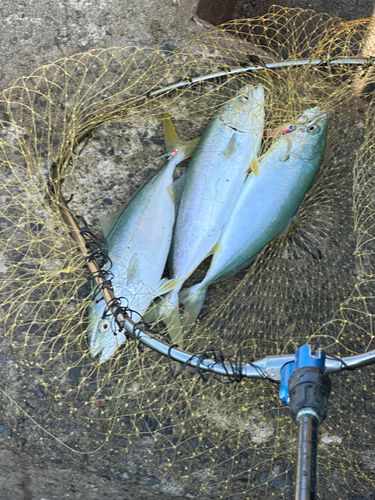 ワカシの釣果