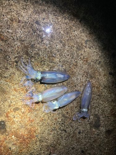 マメイカの釣果