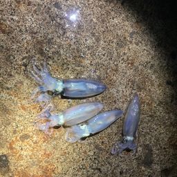 マメイカ