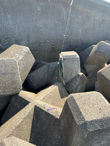 マイワシの釣果