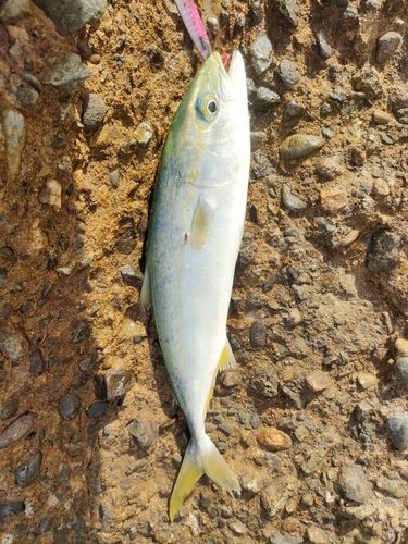 ツバスの釣果