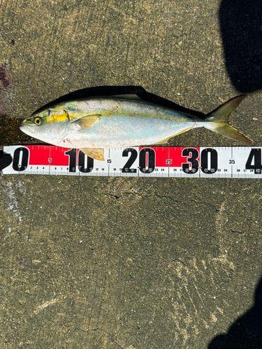 ツバスの釣果