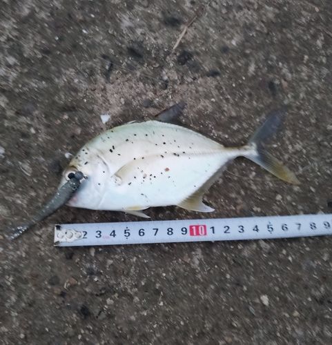 メッキの釣果