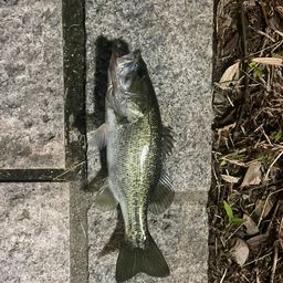 ブラックバス