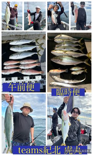 ブリの釣果