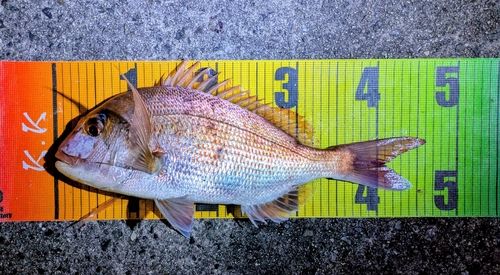 マダイの釣果