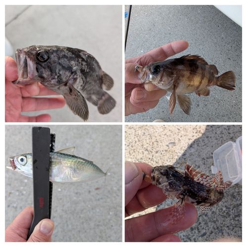 釣果