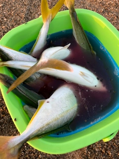 ワカシの釣果