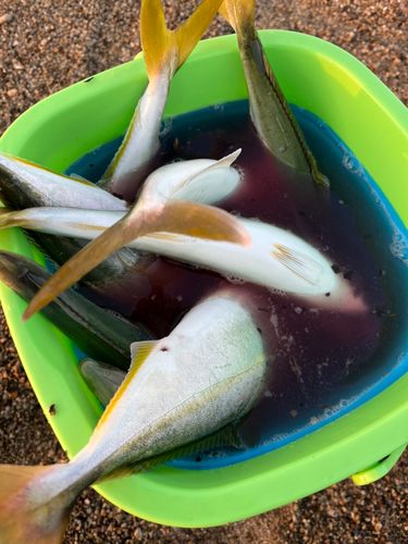 ワカシの釣果