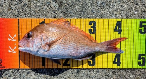マダイの釣果
