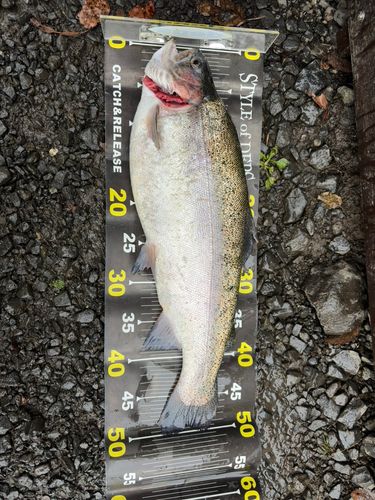 ニジマスの釣果