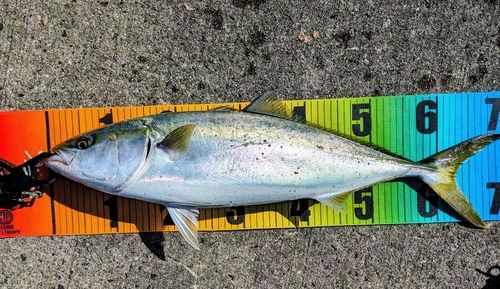 メジロの釣果