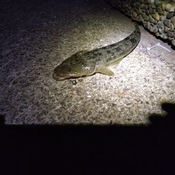 マゴチ